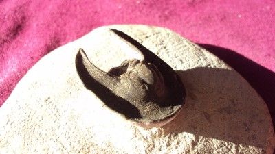 HARPES FOSSIL TRILOBITE.MOROCCO.PERFECT DISPLAY. LA TCHANA SETTLEMENT 