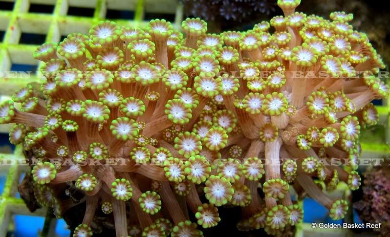 ADDED DAILY 20+ NEW WYSIWYG CORALS W/ SIZE FOR IMMEDIATE ENJOYMENT 