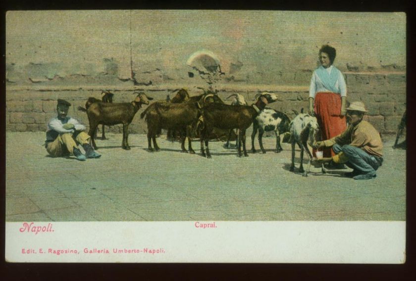 041810 GOAT HERDERS NAPLES NAPOLI ITALY ITALIA POSTCARD c 1900  