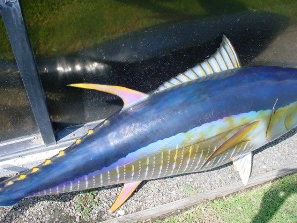 HUGE 60 TAXIDERMY TROPHY FISH Bluefin Yellow TUNA WALLMOUNT Salt 