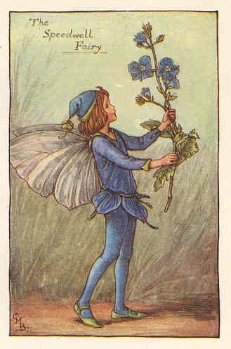 FLOWER FAIRIES CORNFLOWER. C.BARKER.c1940s. Old print  