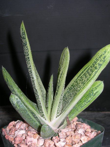 Gasteria Little Warty Beautiful Unique Plants Variegated EZ 2 Grow 