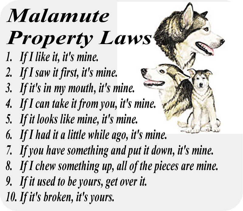 ALASKAN MALAMUTE DOG PROPERTY LAWS   COMPUTER MOUSE PAD  