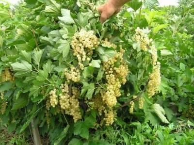 WHITE CURRANT PLANT  WHITE IMPERIAL = berries = fruits = edible garden 