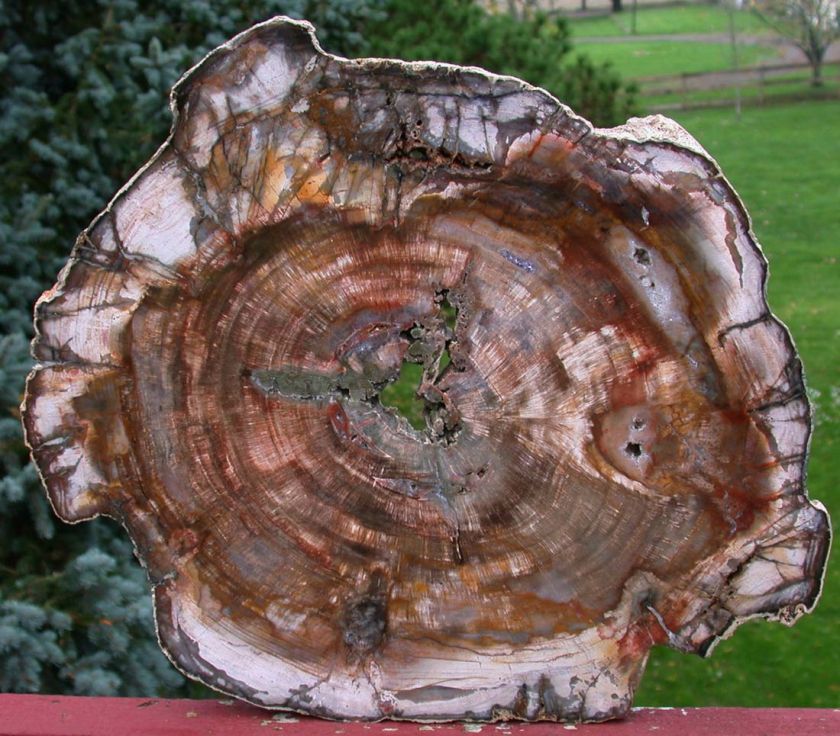   GINORMOUS 18 Madagascar Petrified Wood Round   BEST YOULL EVER SEE