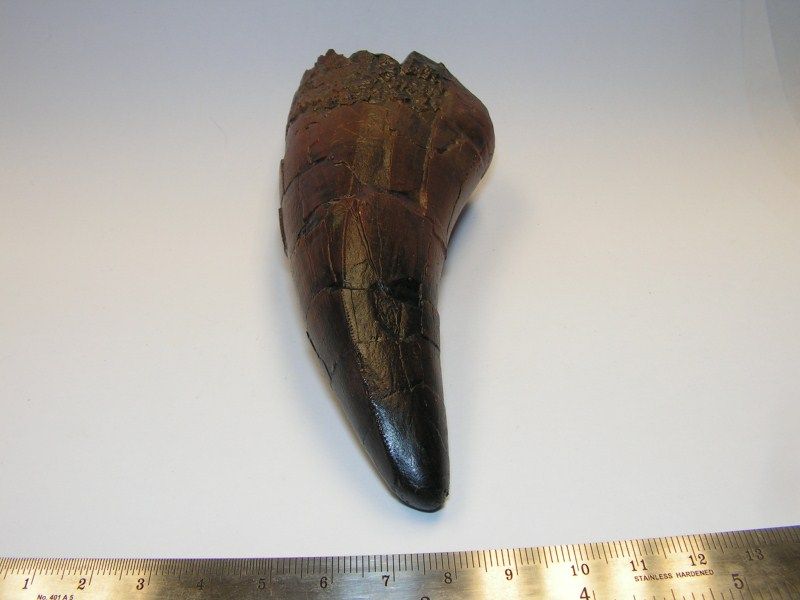 Dinosaur Fossil Tyrannosaurus rex Tooth Rep ckpr53  