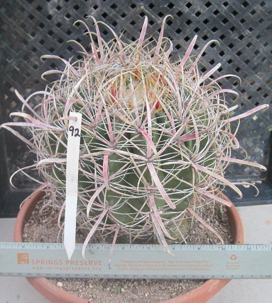 Ferocactus cylindraceus Fire Barrel 92  