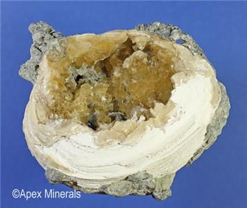 Whole Calcite Clam Rucks Pit Ft. Drum Florida Fossil  