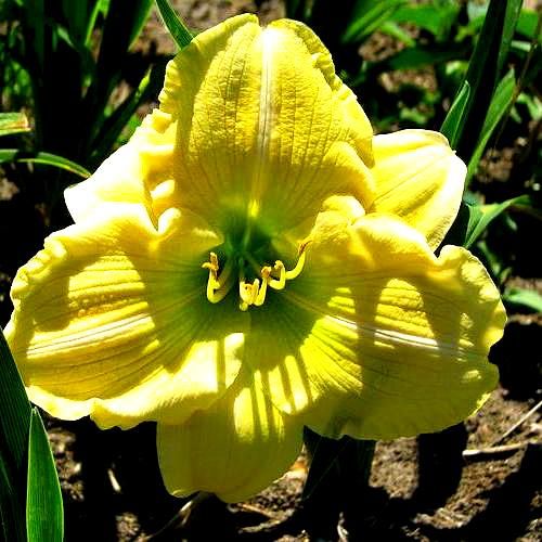 SERENITY MORGAN DAYLILY   DF   REBLOOMER  