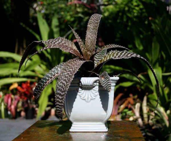 BROMELIAD_ Orthophytum GURKENII Designer Plant  