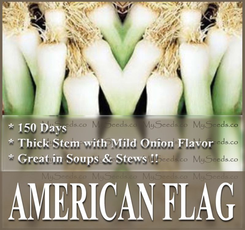 AMERICAN FLAG   LEEK SEEDS ~ PERFECT FOR SOUPS, STEWS  