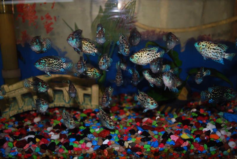 Electric Blue Jack Dempsey / Powder Blue Jack Dempsey  