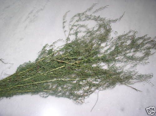 1,000 SAGEWORT Artemisia Annua SWEET WORMWOOD seeds  