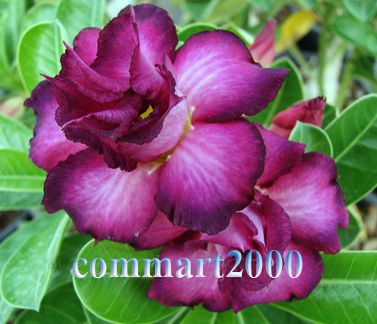 Adenium Obesum Purple Rain 1 Grafted Plant  