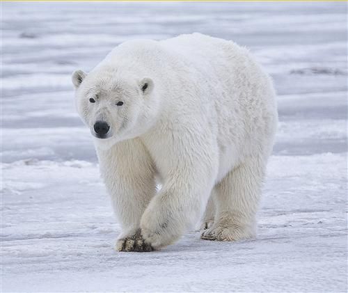 MOUSE PAD POLAR BEAR ARCTIC CUTE COMPUTER MOUSEPAD NEW  