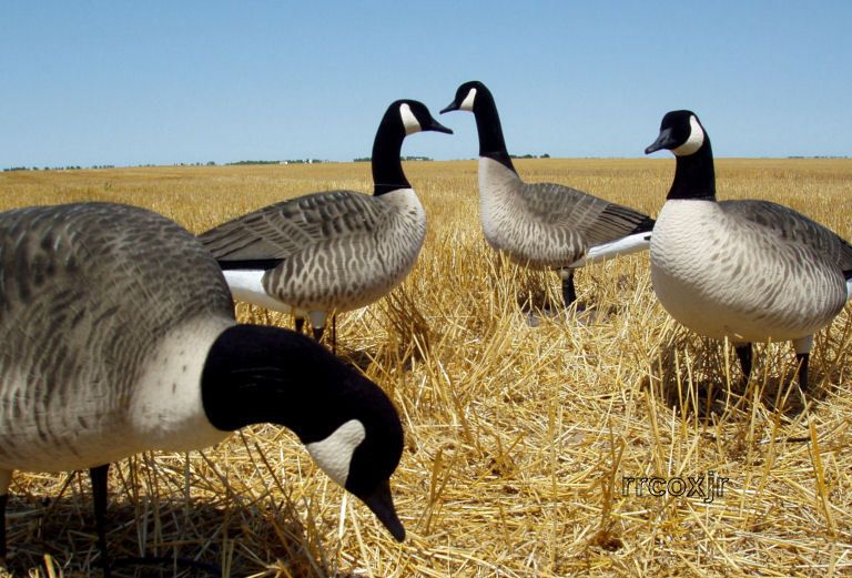   GREENHEAD GEAR FFD HARVESTER CANADA GOOSE DECOYS 700905716265  