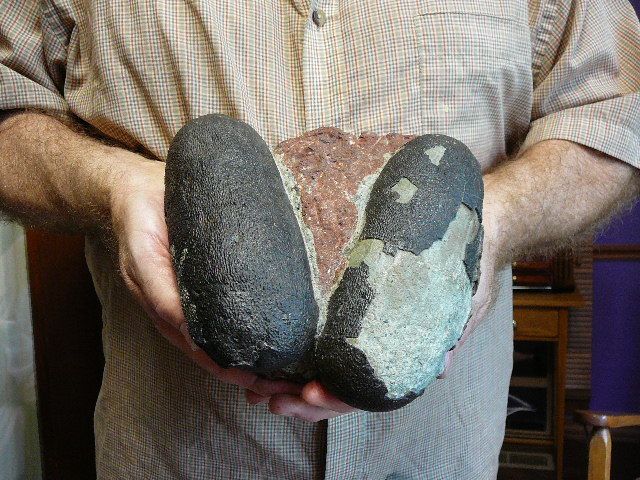   Genuine TWO Raptor OVIRAPTOR DINOSAUR EGG real eggs NEST Oviraptoridae