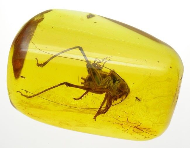 Grasshopper fossil insect inclusion in Baltic amber  