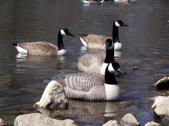 AVERY GREENHEAD GEAR PRO CANADA GOOSE FLOATER DECOYS 700905710850 