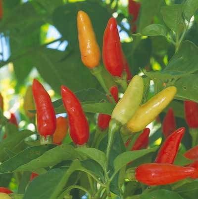 Tabasco Hot Chile Pepper Seeds (3 Qtys)  